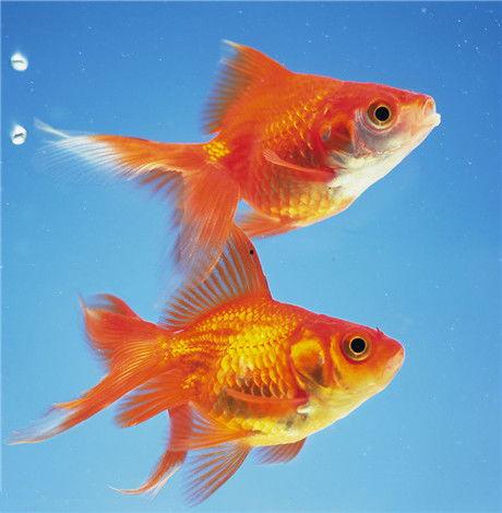 娱乐718吃瓜张金鱼